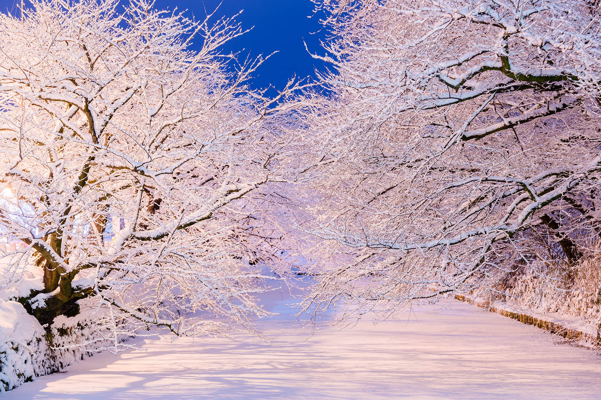 冬に咲くさくらライトアップ】弘前の冬に咲く満開の桜をご紹介